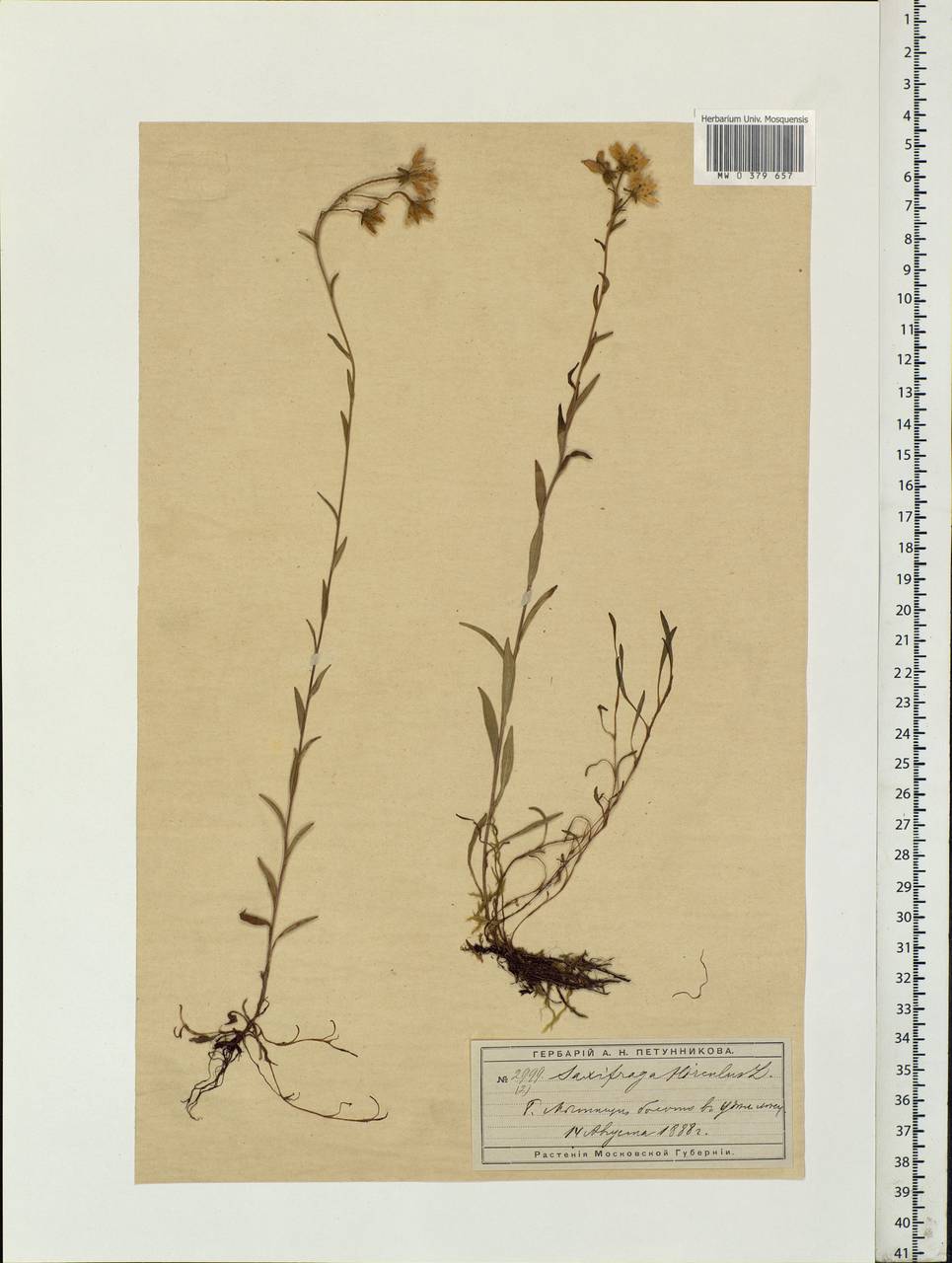 Saxifraga hirculus, Eastern Europe, Moscow region (E4a) (Russia)
