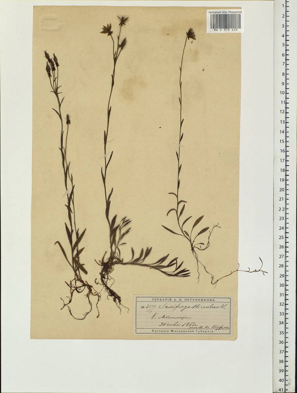 Saxifraga hirculus L., Eastern Europe, Moscow region (E4a) (Russia)