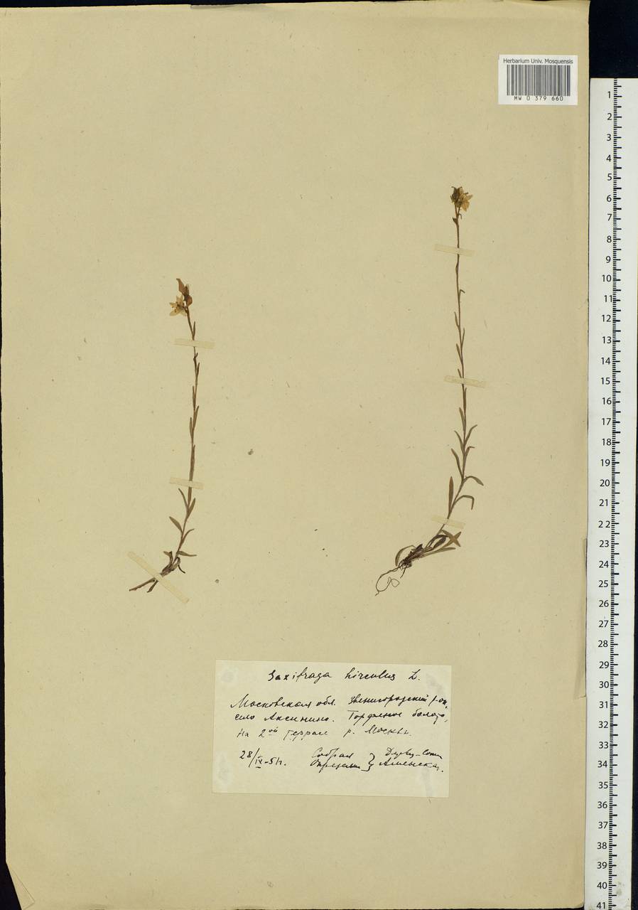 Saxifraga hirculus L., Eastern Europe, Moscow region (E4a) (Russia)
