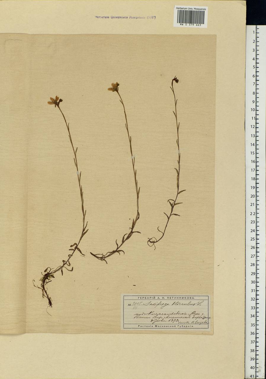 Saxifraga hirculus L., Eastern Europe, Moscow region (E4a) (Russia)