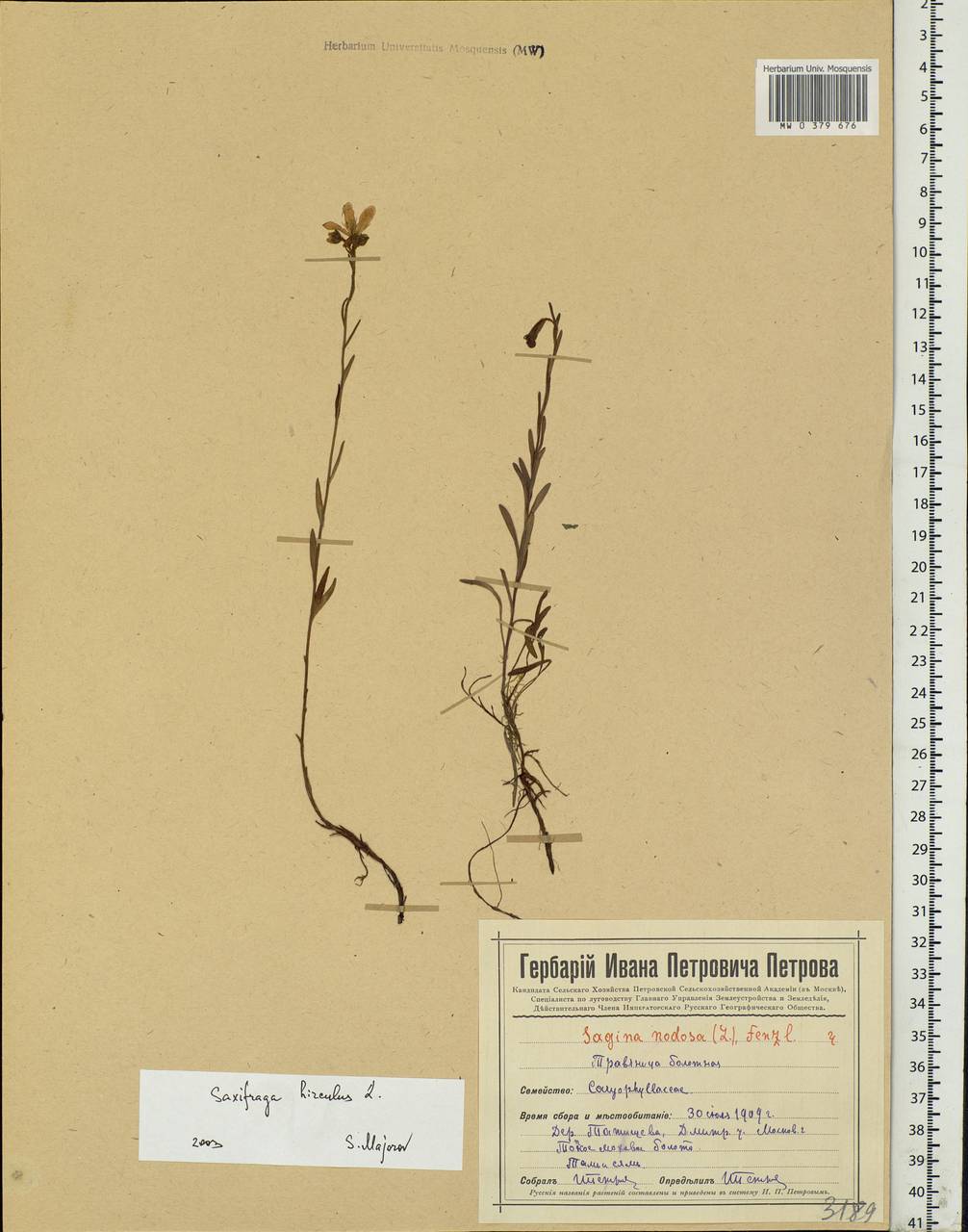 Saxifraga hirculus L., Eastern Europe, Moscow region (E4a) (Russia)