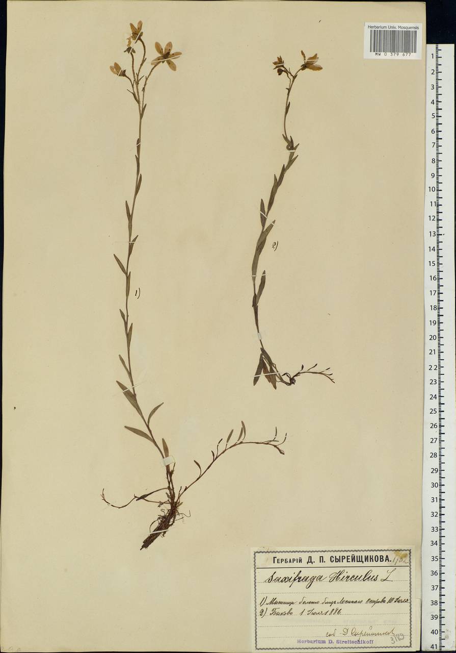 Saxifraga hirculus, Eastern Europe, Moscow region (E4a) (Russia)