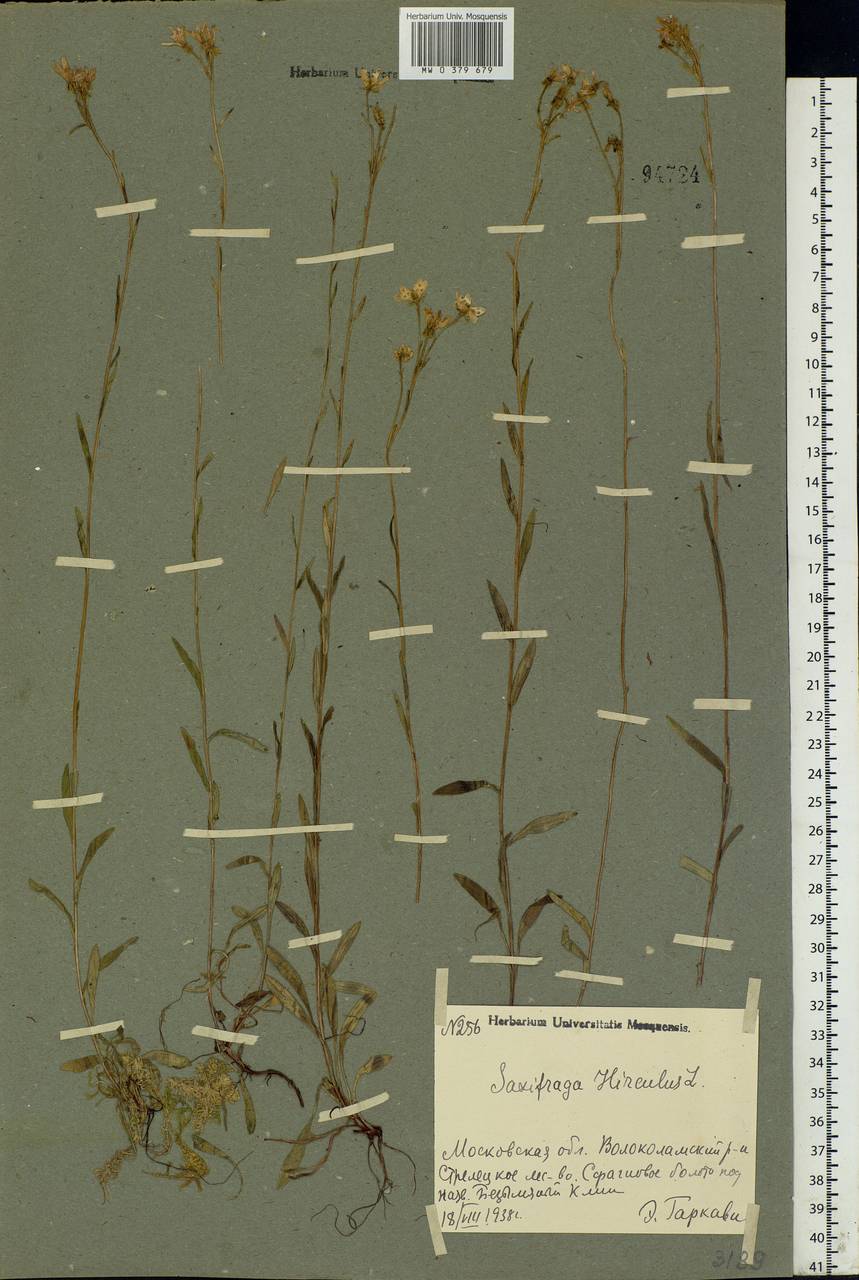 Saxifraga hirculus L., Eastern Europe, Moscow region (E4a) (Russia)