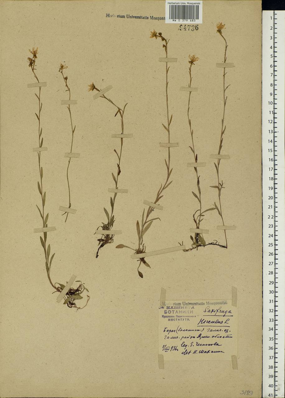 Saxifraga hirculus L., Eastern Europe, Central forest region (E5) (Russia)
