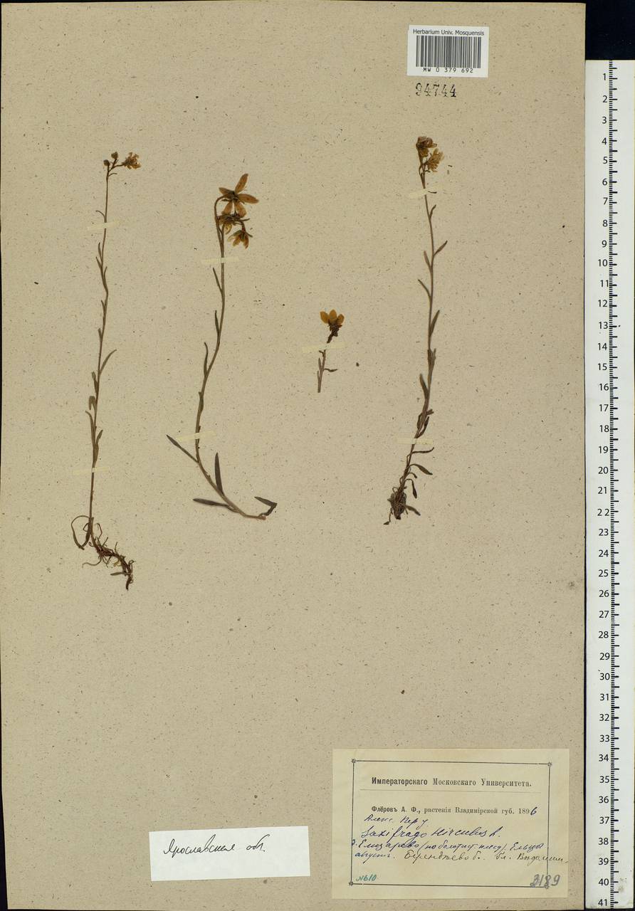 Saxifraga hirculus L., Eastern Europe, Central forest region (E5) (Russia)