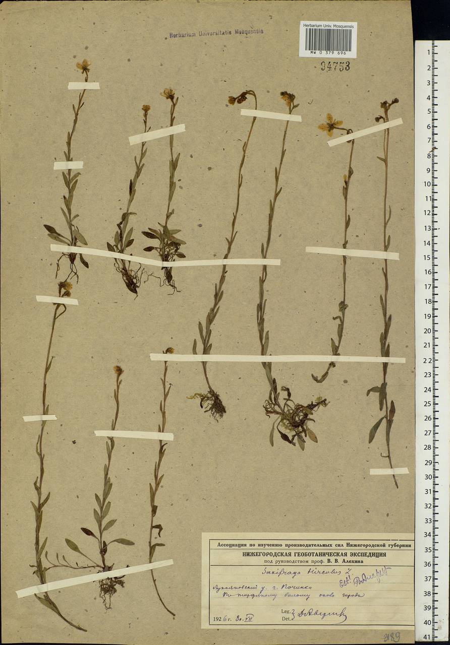 Saxifraga hirculus, Eastern Europe, Volga-Kama region (E7) (Russia)