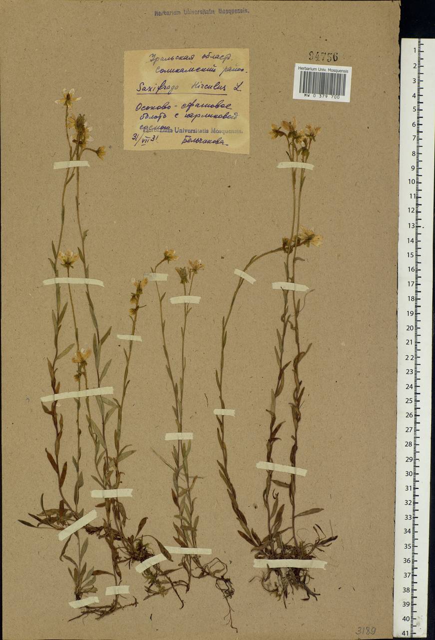 Saxifraga hirculus L., Eastern Europe, Eastern region (E10) (Russia)