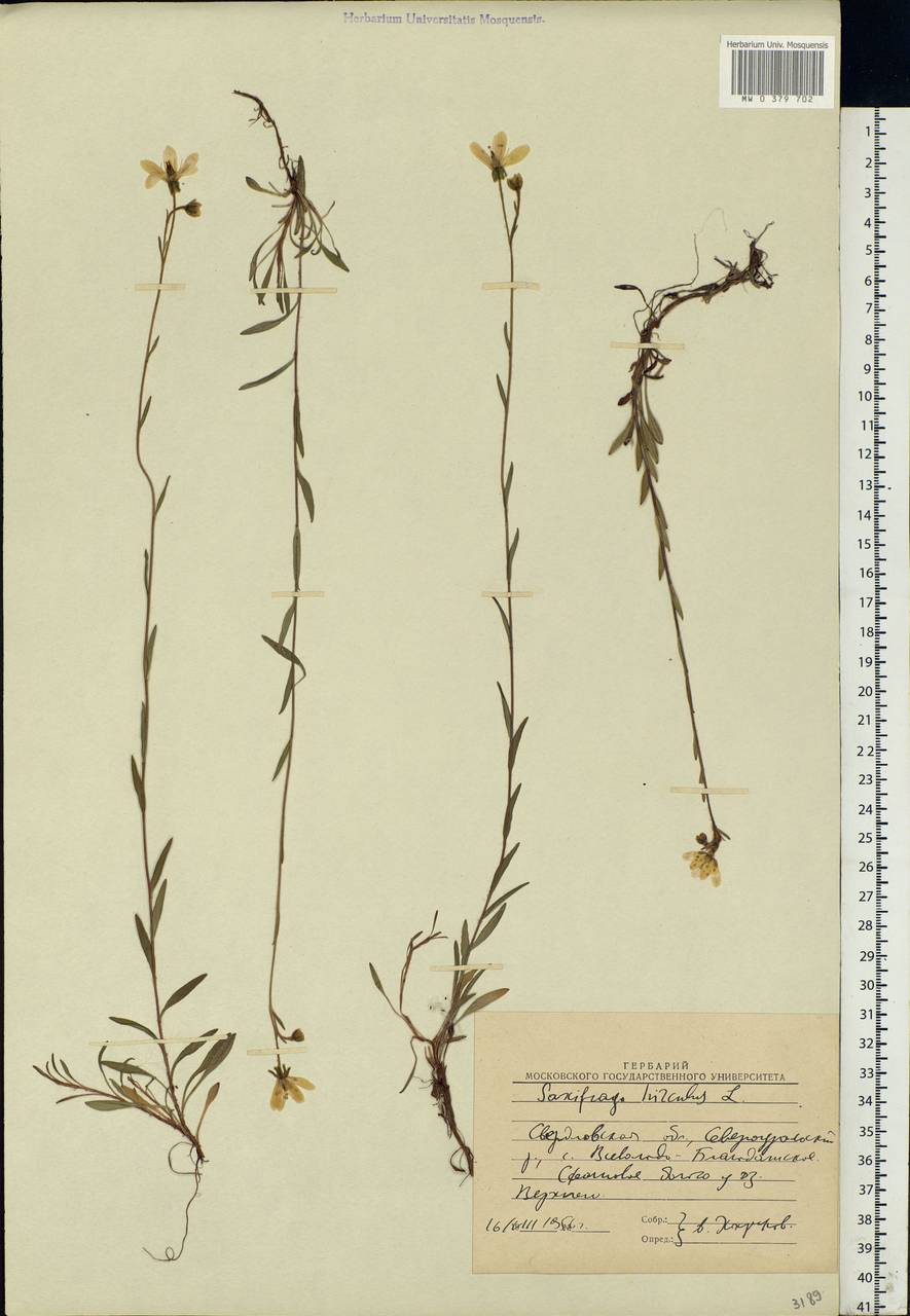 Saxifraga hirculus, Eastern Europe, Eastern region (E10) (Russia)