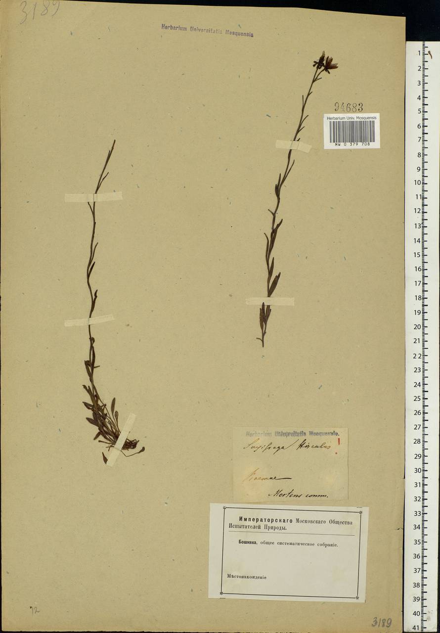 Saxifraga hirculus L., Eastern Europe (no precise locality) (E0) (Not classified)