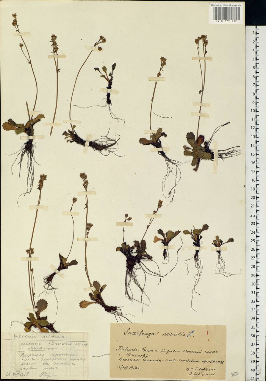 Micranthes nivalis (L.) Small, Eastern Europe, Northern region (E1) (Russia)