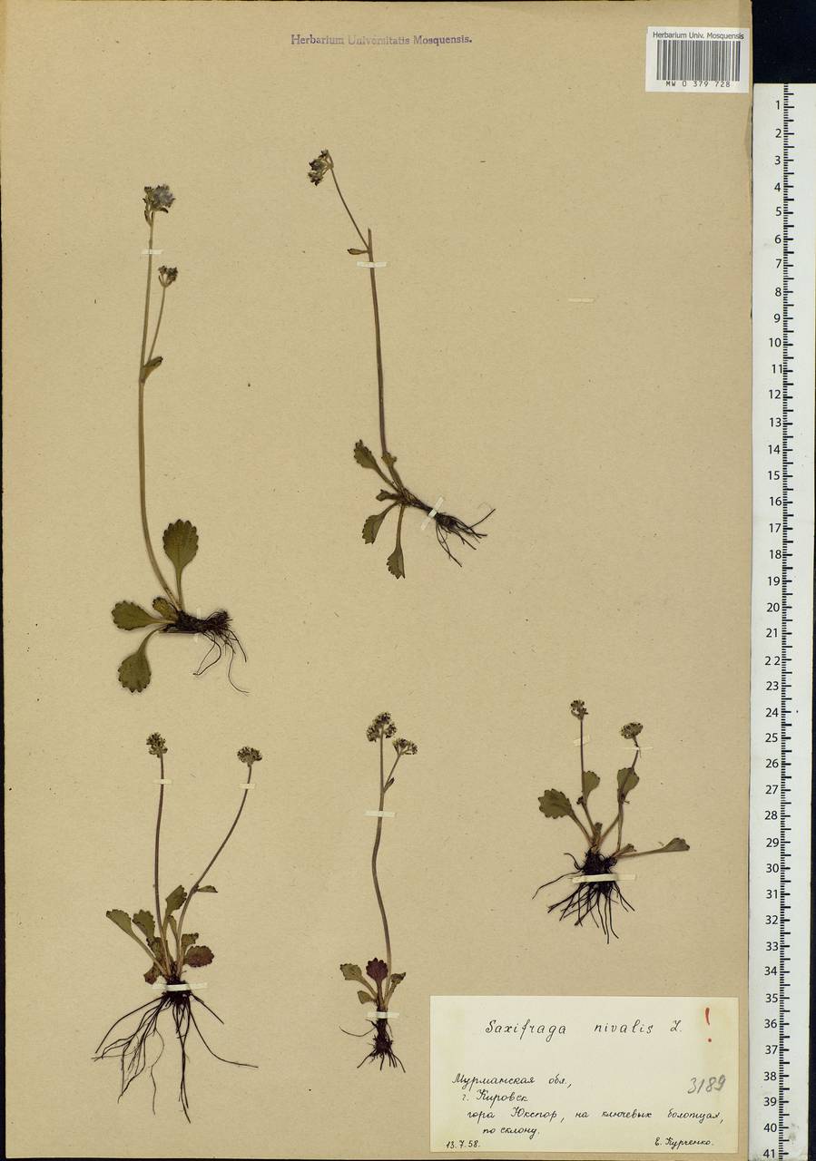 Micranthes nivalis (L.) Small, Eastern Europe, Northern region (E1) (Russia)