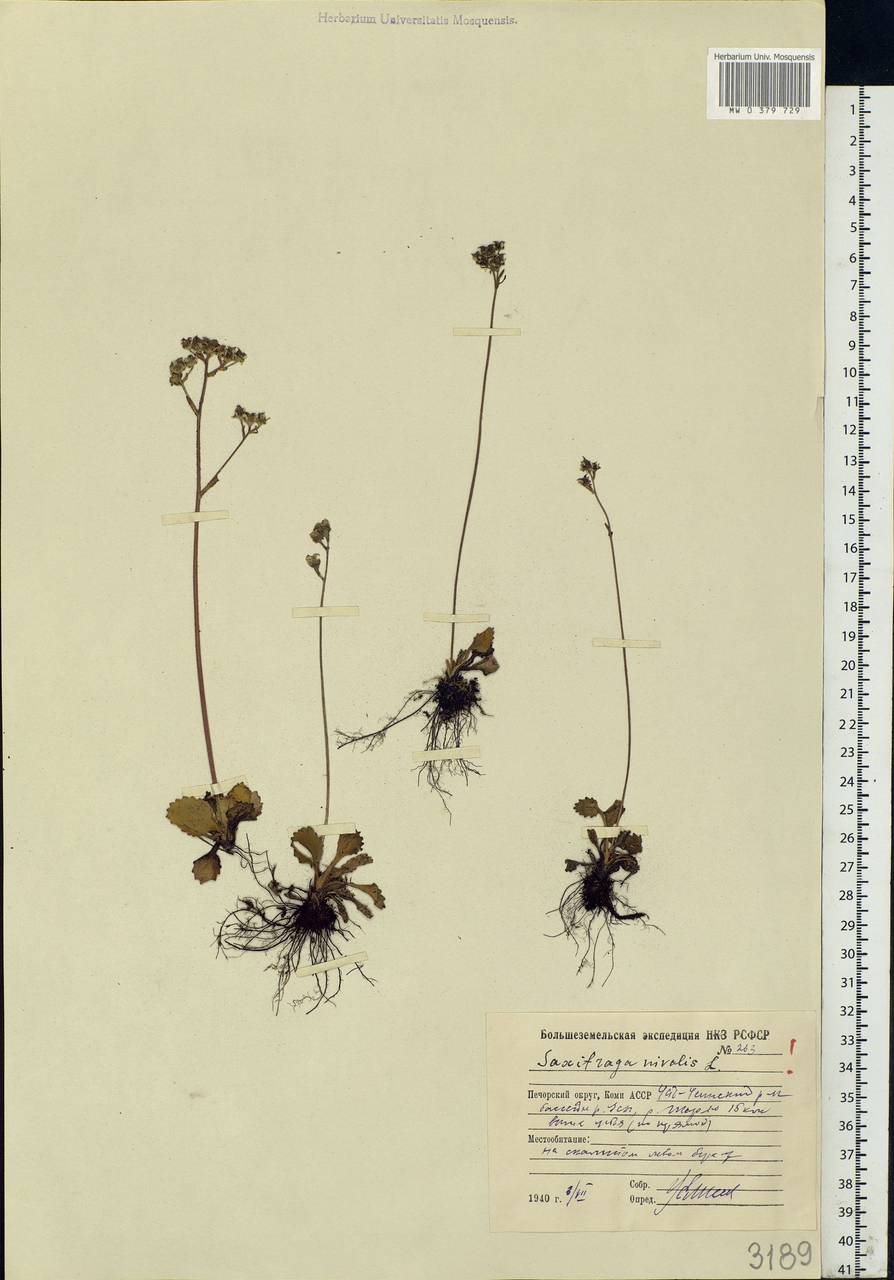 Micranthes nivalis (L.) Small, Eastern Europe, Northern region (E1) (Russia)