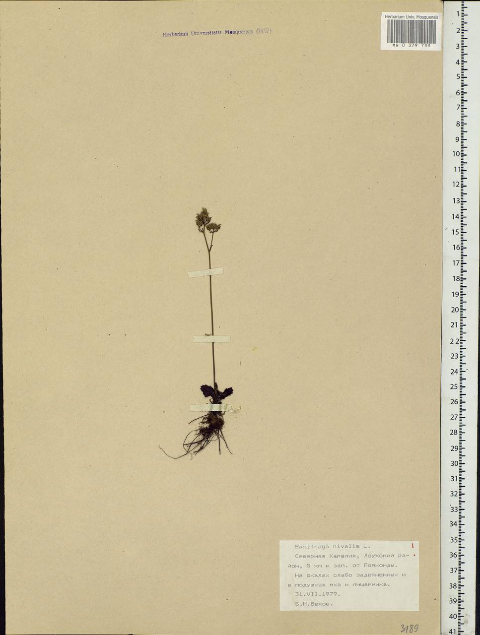 Micranthes nivalis (L.) Small, Eastern Europe, Northern region (E1) (Russia)