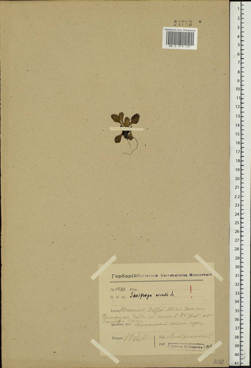 Micranthes nivalis (L.) Small, Eastern Europe, Northern region (E1) (Russia)