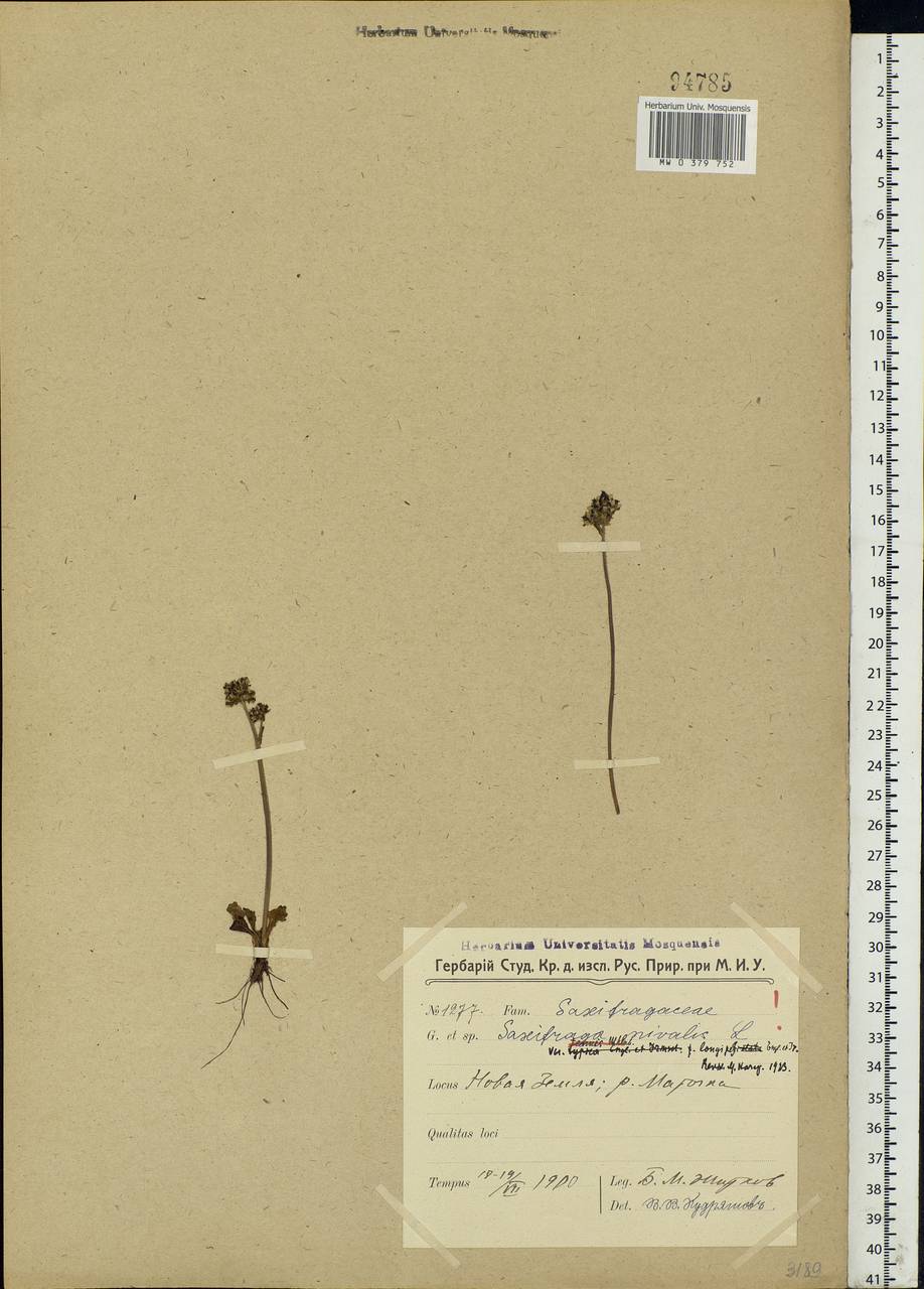 Micranthes nivalis (L.) Small, Eastern Europe, Northern region (E1) (Russia)