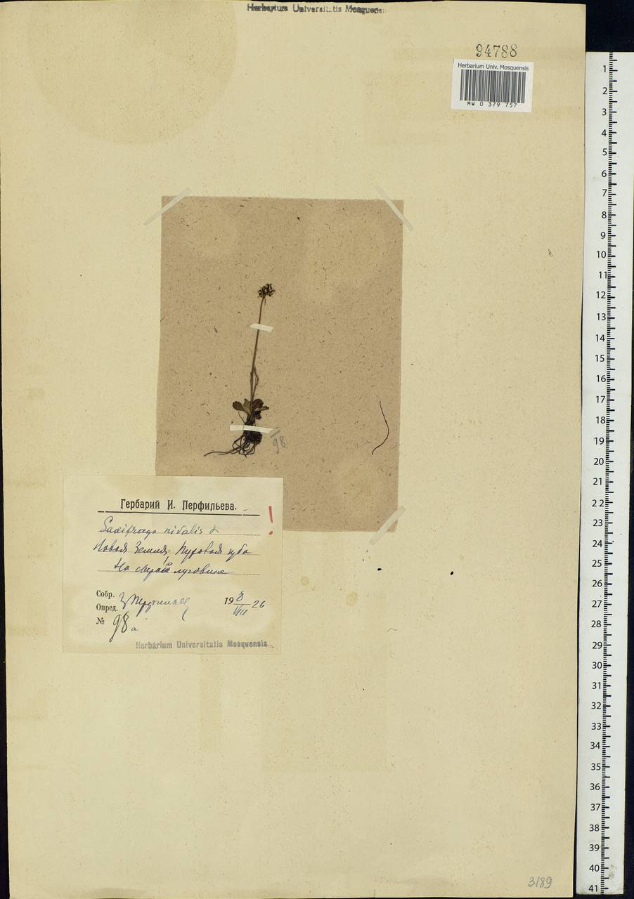 Micranthes nivalis (L.) Small, Eastern Europe, Northern region (E1) (Russia)