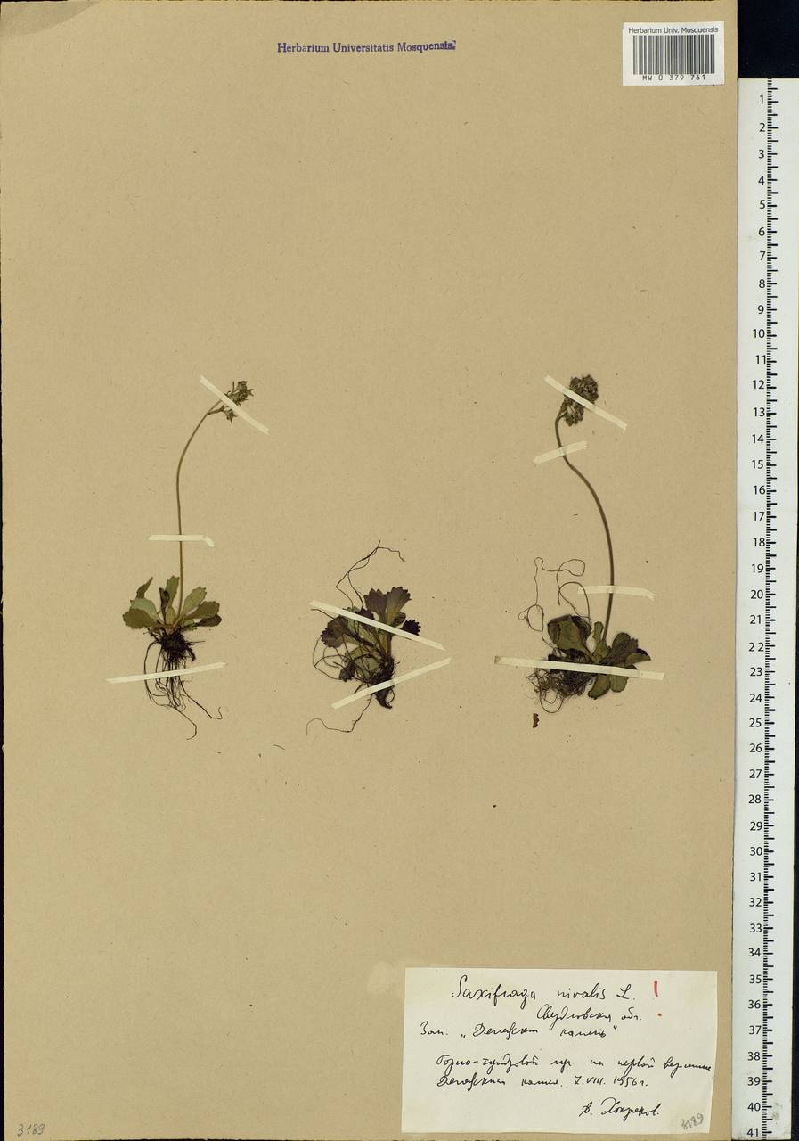 Micranthes nivalis (L.) Small, Eastern Europe, Eastern region (E10) (Russia)