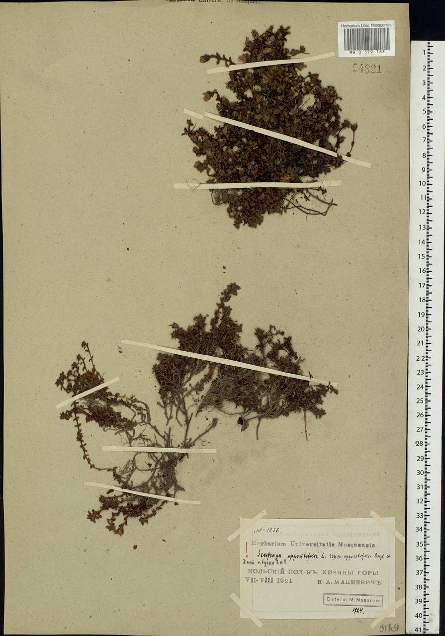 Saxifraga oppositifolia L., Eastern Europe, Northern region (E1) (Russia)