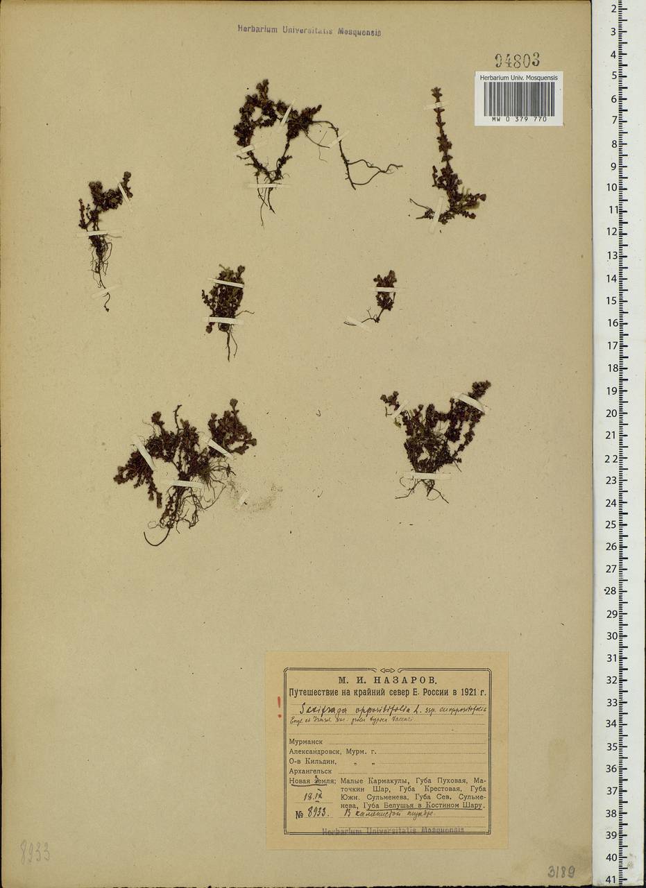 Saxifraga oppositifolia L., Eastern Europe, Northern region (E1) (Russia)