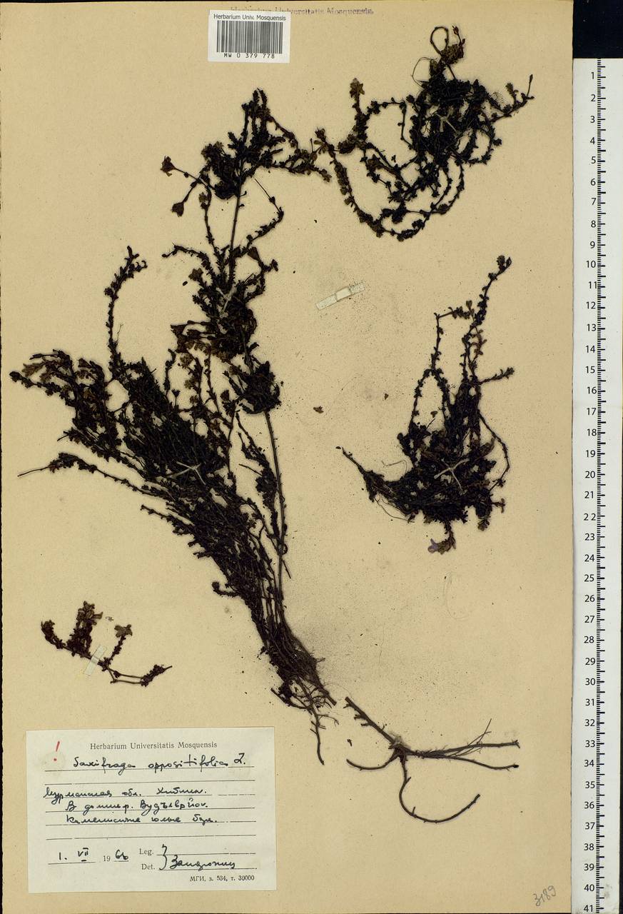 Saxifraga oppositifolia L., Eastern Europe, Northern region (E1) (Russia)