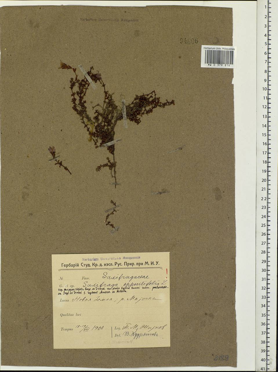 Saxifraga oppositifolia L., Eastern Europe, Northern region (E1) (Russia)