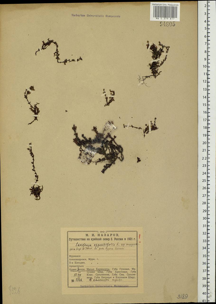 Saxifraga oppositifolia L., Eastern Europe, Northern region (E1) (Russia)