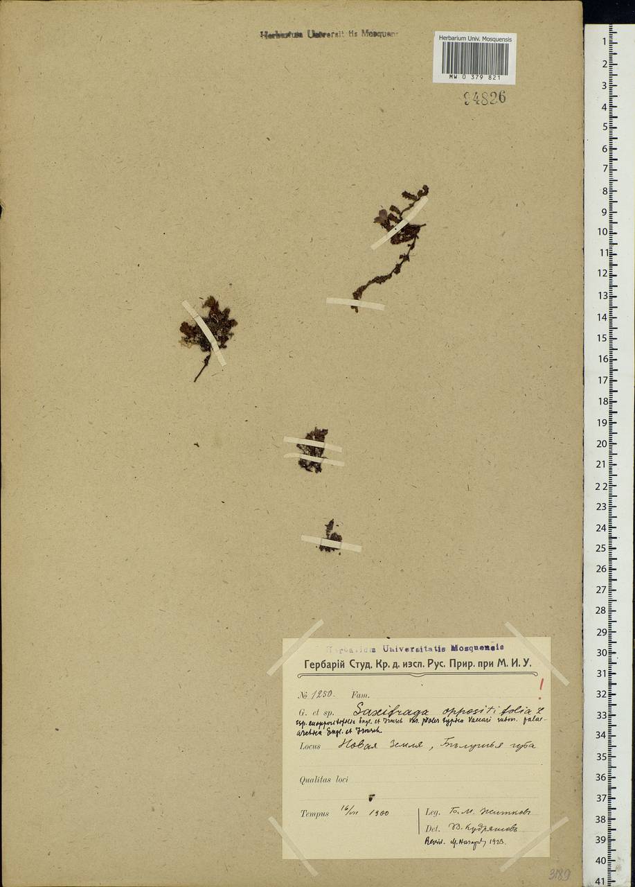 Saxifraga oppositifolia L., Eastern Europe, Northern region (E1) (Russia)