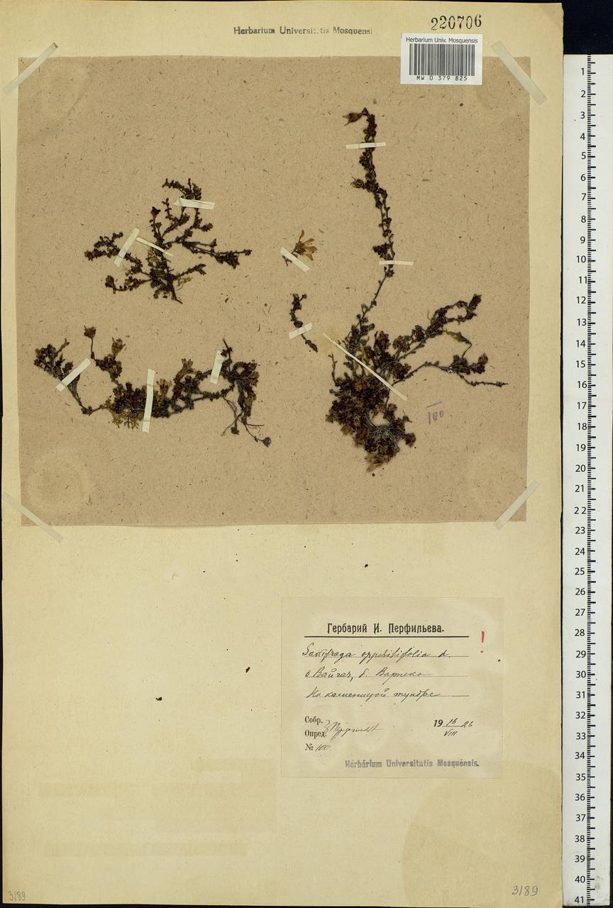 Saxifraga oppositifolia L., Eastern Europe, Northern region (E1) (Russia)