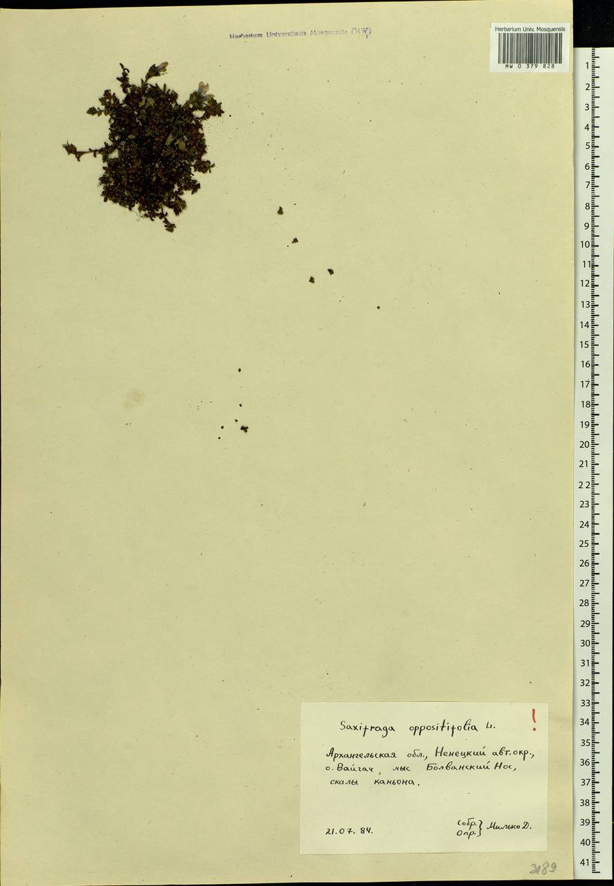 Saxifraga oppositifolia L., Eastern Europe, Northern region (E1) (Russia)