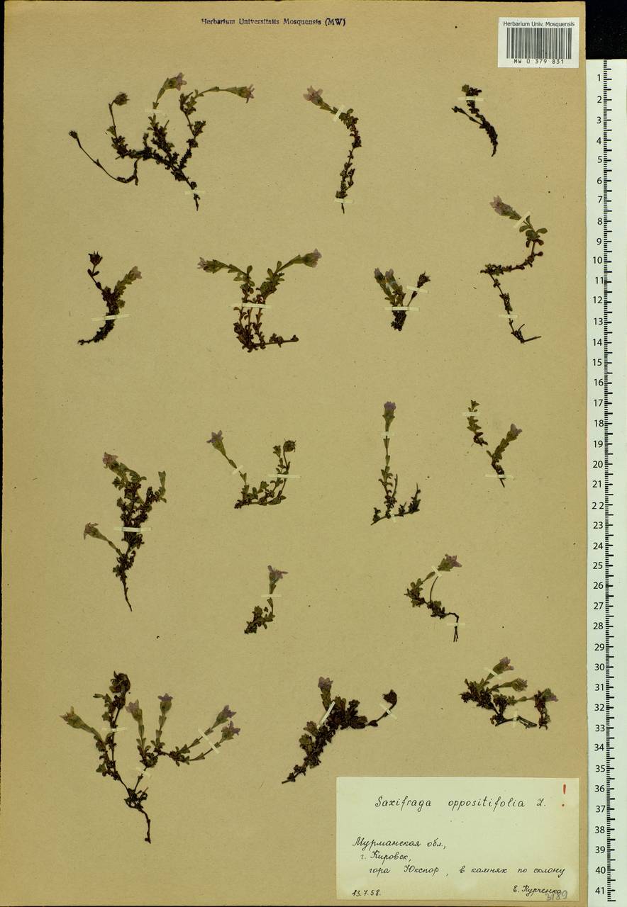 Saxifraga oppositifolia L., Eastern Europe, Northern region (E1) (Russia)