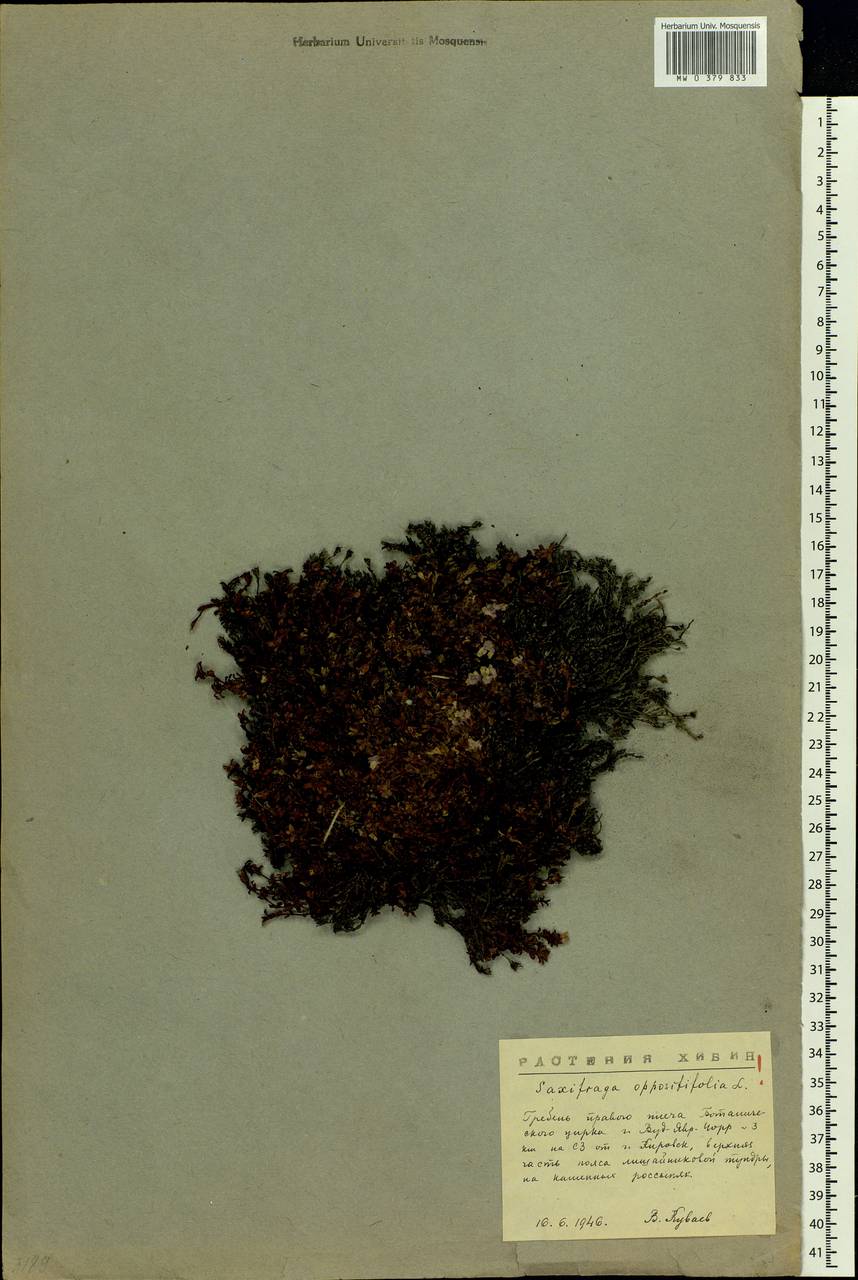 Saxifraga oppositifolia L., Eastern Europe, Northern region (E1) (Russia)