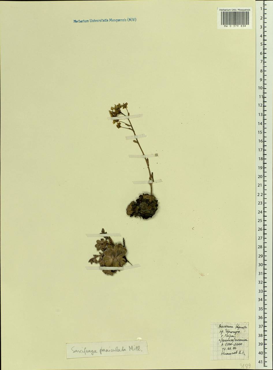 Saxifraga paniculata Mill., Eastern Europe, West Ukrainian region (E13) (Ukraine)