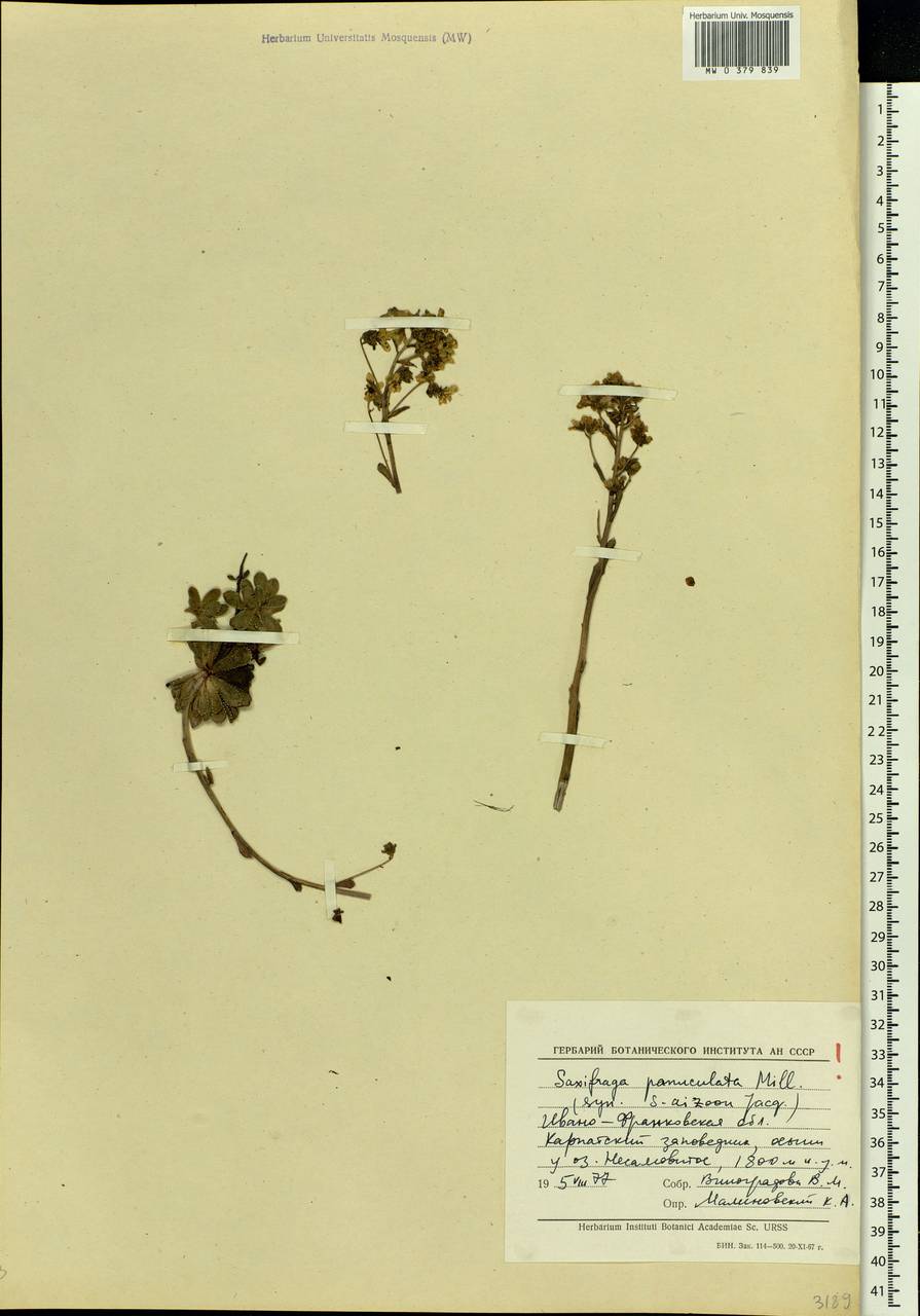 Saxifraga paniculata, Eastern Europe, West Ukrainian region (E13) (Ukraine)