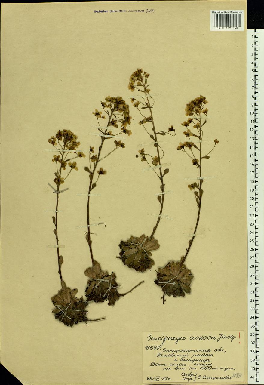 Saxifraga paniculata Mill., Eastern Europe, West Ukrainian region (E13) (Ukraine)