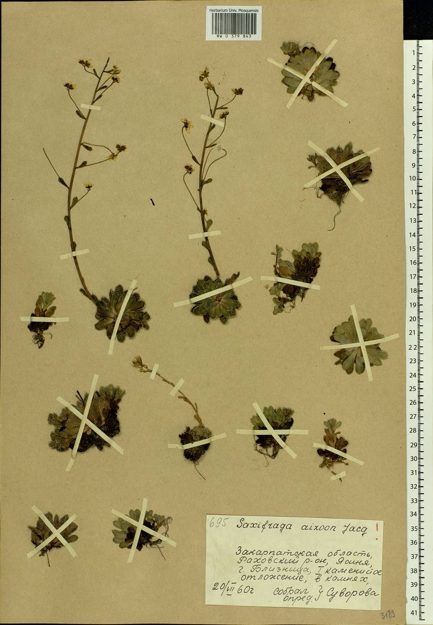 Saxifraga paniculata Mill., Eastern Europe, West Ukrainian region (E13) (Ukraine)