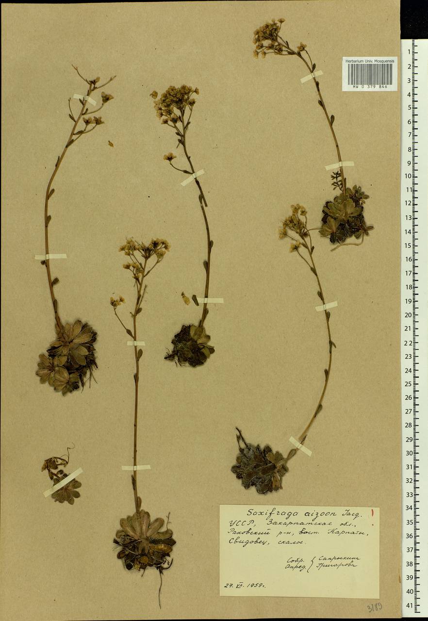 Saxifraga paniculata, Eastern Europe, West Ukrainian region (E13) (Ukraine)