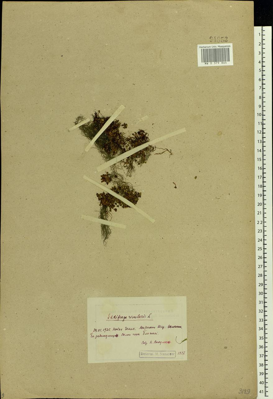 Saxifraga rivularis L., Eastern Europe, Northern region (E1) (Russia)