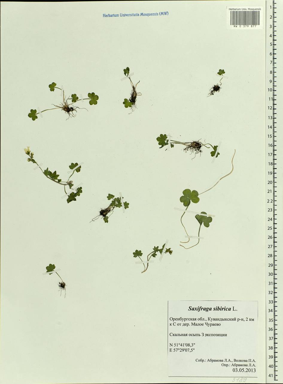 Saxifraga sibirica L., Eastern Europe, Eastern region (E10) (Russia)