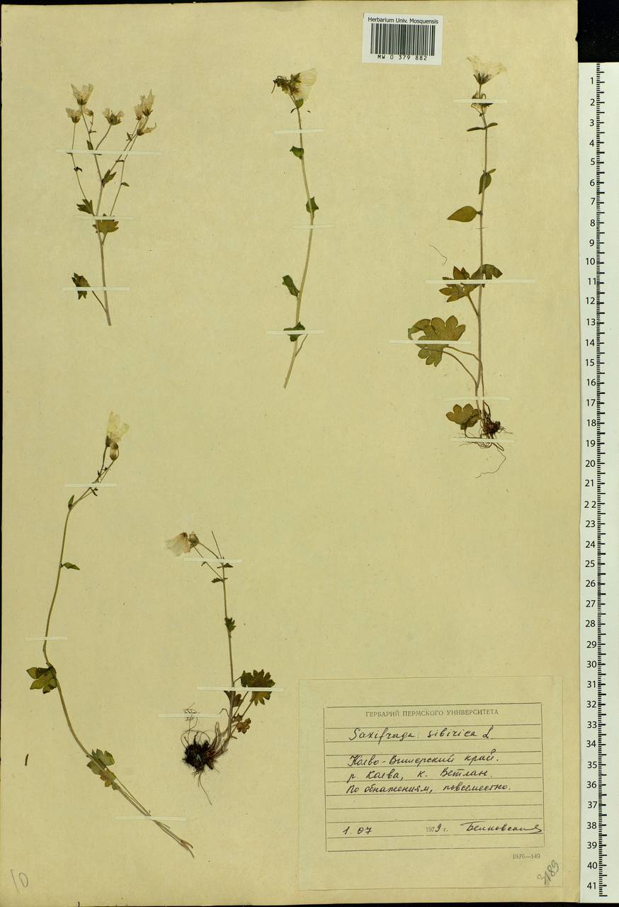 Saxifraga sibirica L., Eastern Europe, Eastern region (E10) (Russia)