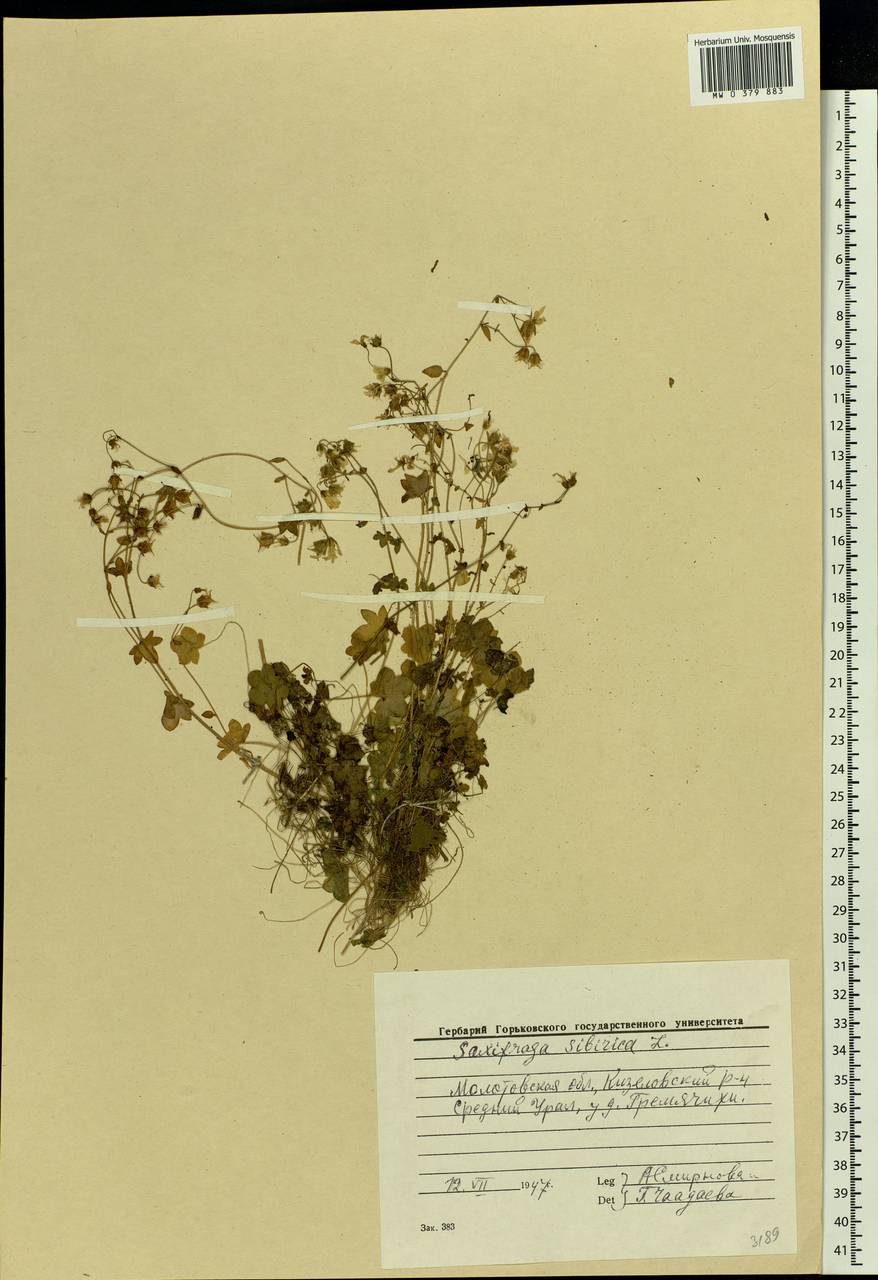 Saxifraga sibirica L., Eastern Europe, Eastern region (E10) (Russia)