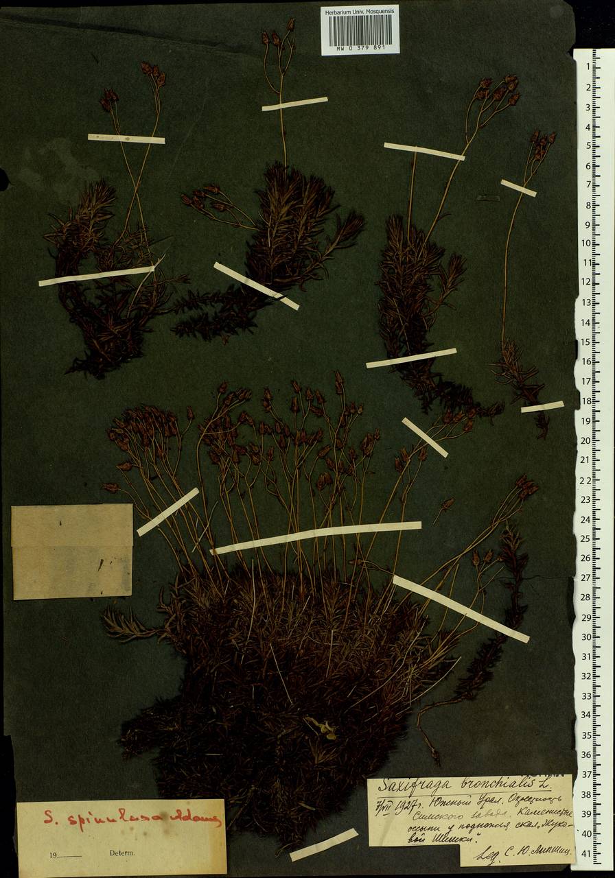 Saxifraga bronchialis subsp. bronchialis, Eastern Europe, Eastern region (E10) (Russia)