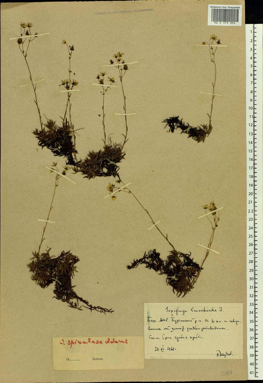 Saxifraga bronchialis subsp. bronchialis, Eastern Europe, Eastern region (E10) (Russia)