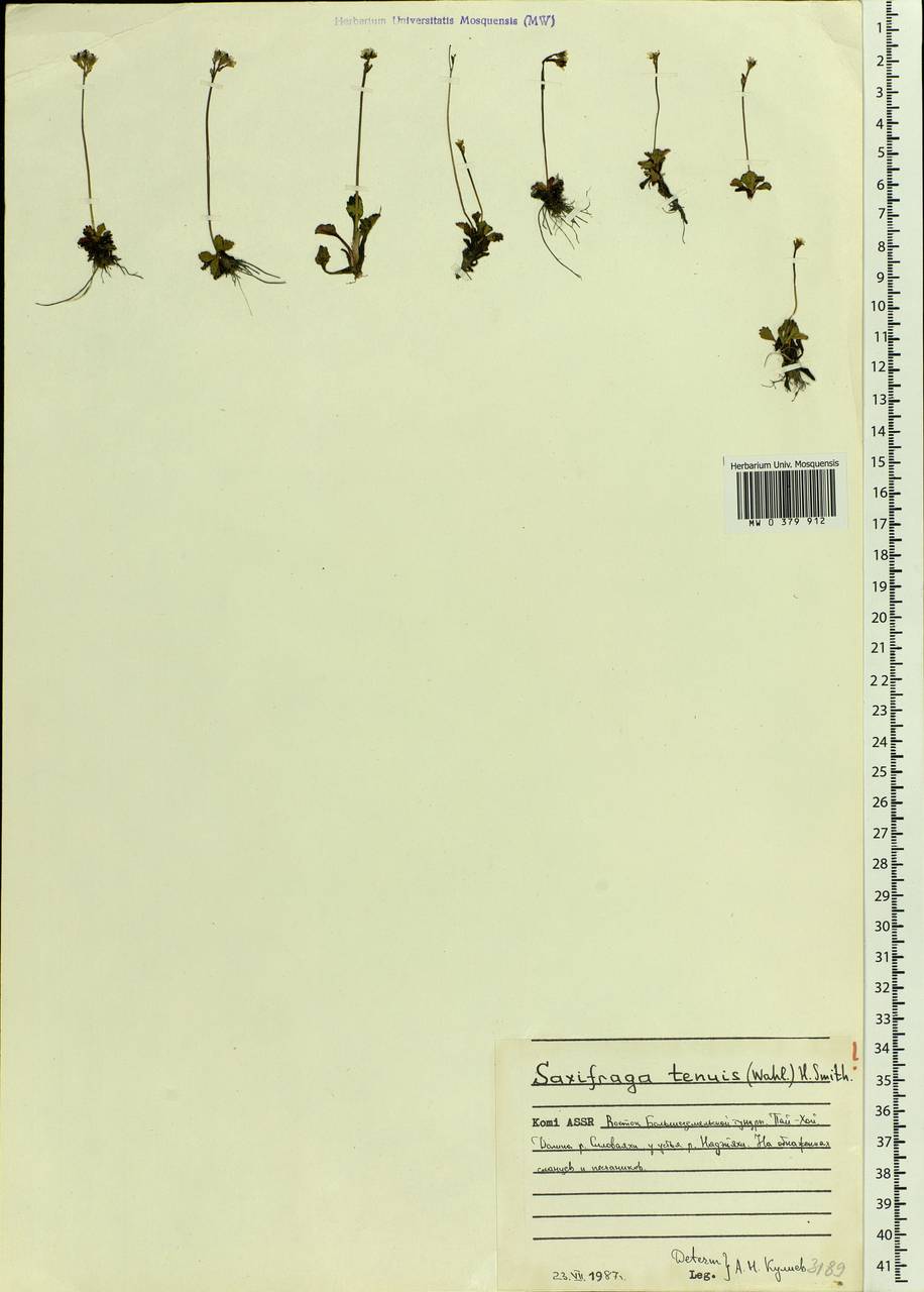 Micranthes tenuis (Wahlenb.) Small, Eastern Europe, Northern region (E1) (Russia)