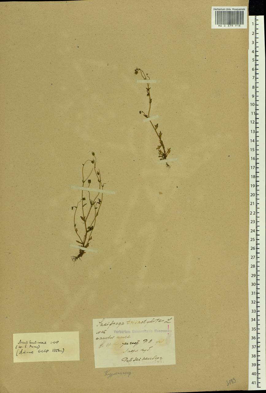 Saxifraga tridactylites L., Eastern Europe, Latvia (E2b) (Latvia)