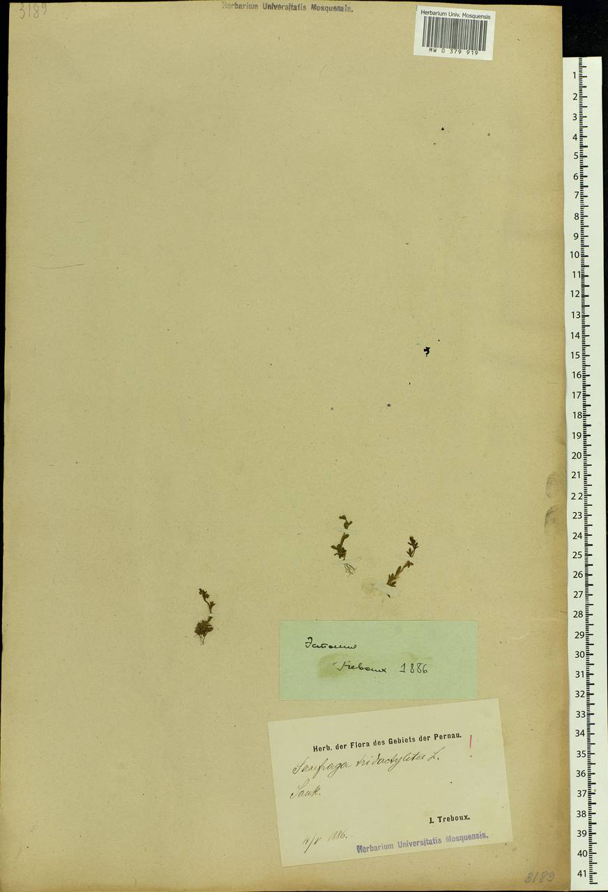 Saxifraga tridactylites L., Eastern Europe, Estonia (E2c) (Estonia)
