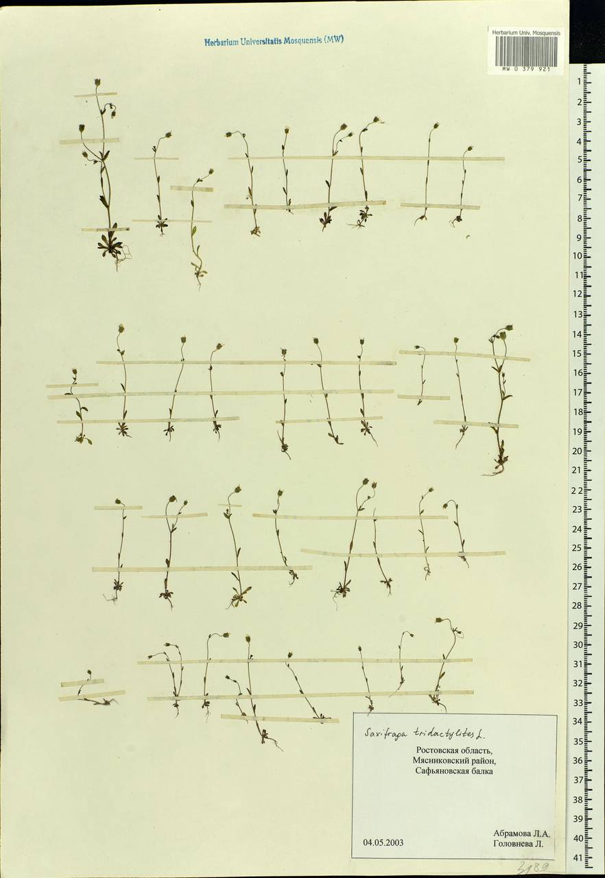 Saxifraga tridactylites L., Eastern Europe, Rostov Oblast (E12a) (Russia)