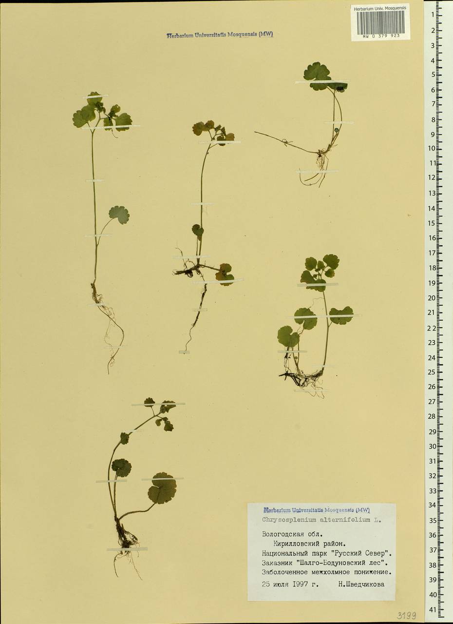 Chrysosplenium alternifolium L., Eastern Europe, Northern region (E1) (Russia)