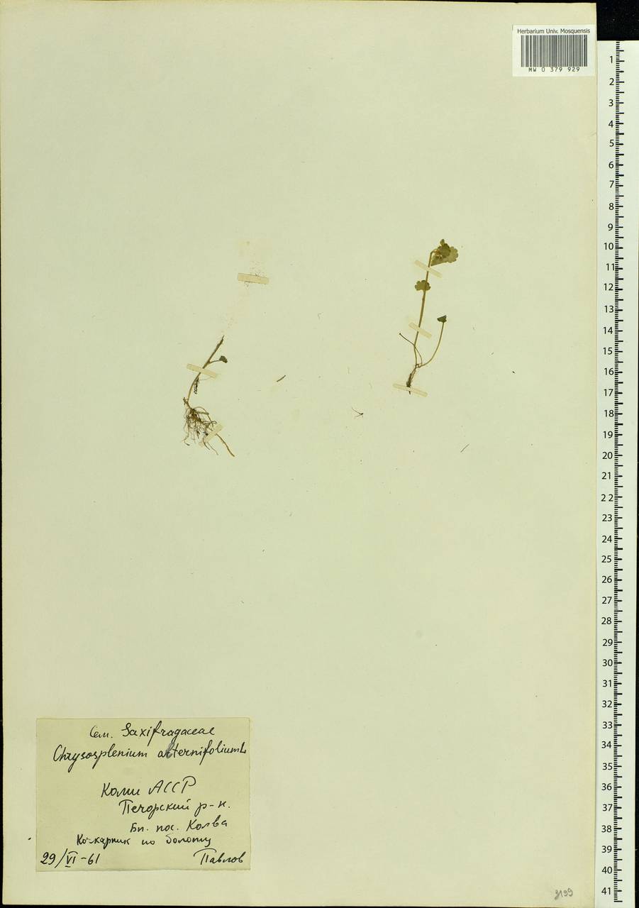 Chrysosplenium alternifolium L., Eastern Europe, Northern region (E1) (Russia)
