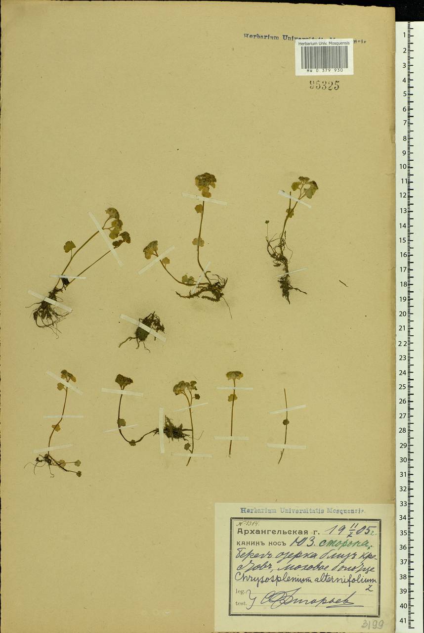 Chrysosplenium alternifolium L., Eastern Europe, Northern region (E1) (Russia)