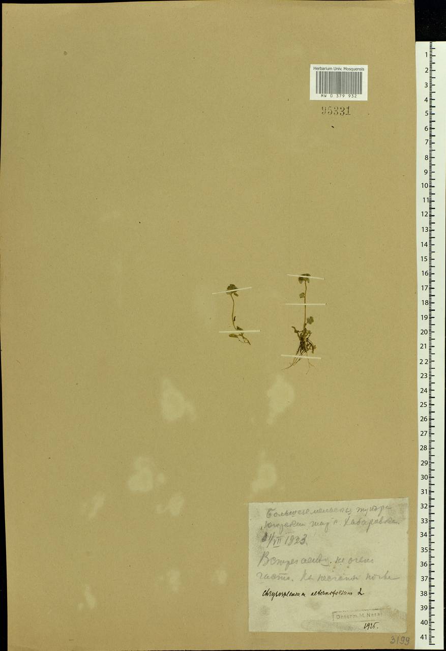 Chrysosplenium alternifolium L., Eastern Europe, Northern region (E1) (Russia)